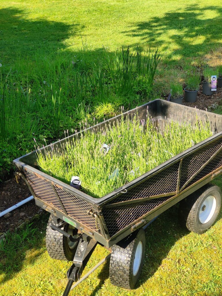 Grass filled wheelbarrows